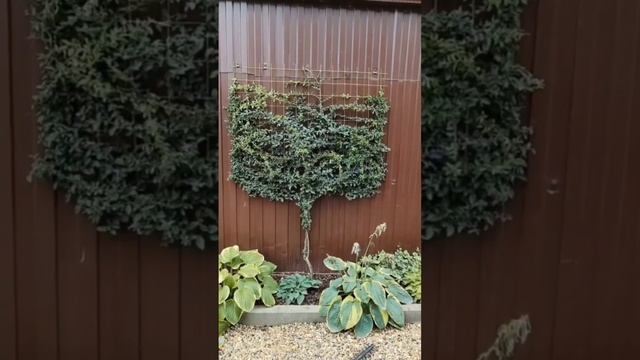 формирование пираканты в форме дерева... 16.09.2023г. смотреть онлайн