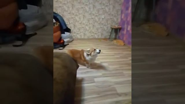 Лай той терьера. Корги испугался. Welsh corgi pembroke scared and barks. WOOF. смотреть онлайн