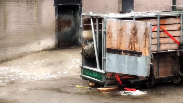 Жесть!Носорог чуть не напал! не вырвался смотреть онлайн