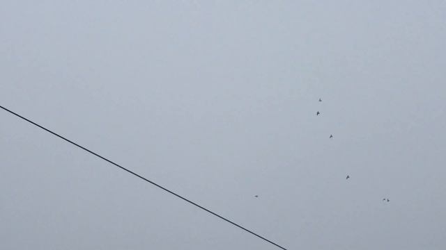 #Pigeons.Может ли с десяти швами голубь летать??? смотреть онлайн