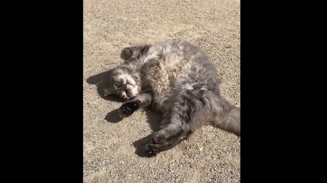 cat pretends to be dead смотреть онлайн