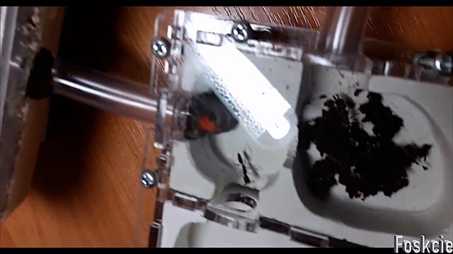 Odontomachus monticola (муравьи - капканчики). Переселение начало. смотреть онлайн