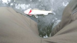 Зимняя рыбалка на Каме. Ловля судака на раттлин без тюльки.