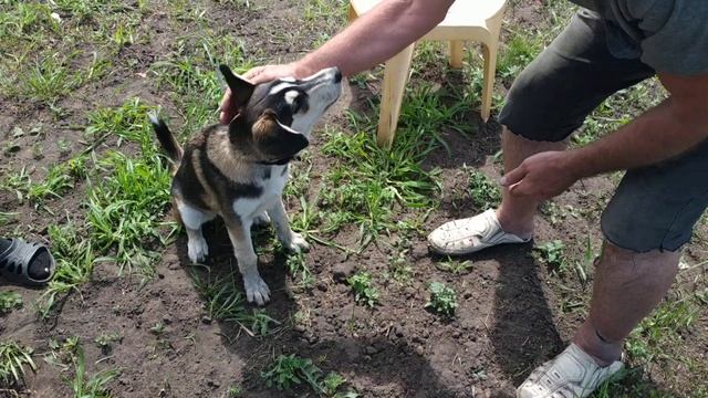 Метис Хаски и Овчарки какой он? Дрессировка собаки смотреть онлайн