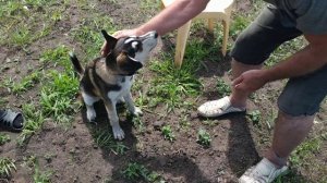 Метис Хаски и Овчарки какой он? Дрессировка собаки