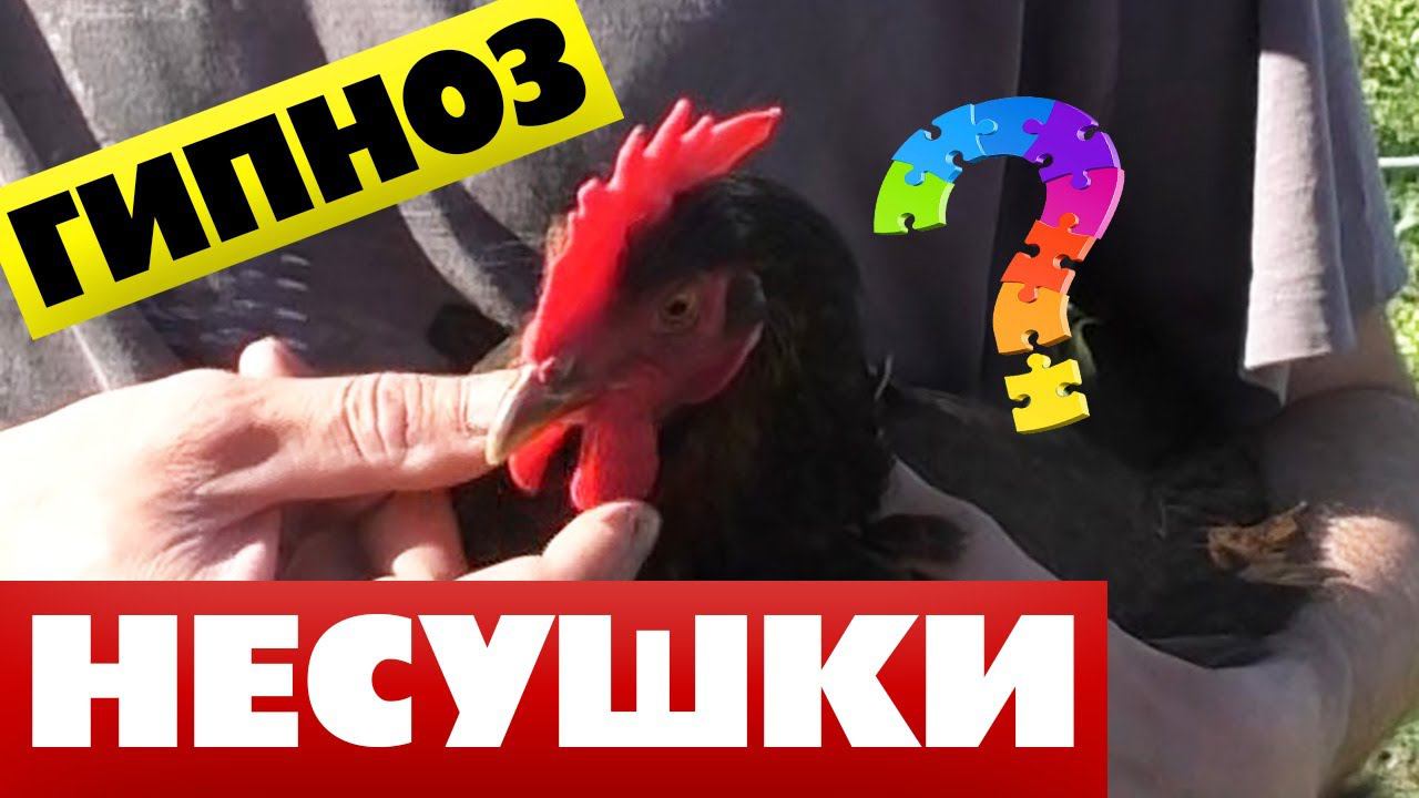 Как успокоить нервную курицу смотреть онлайн