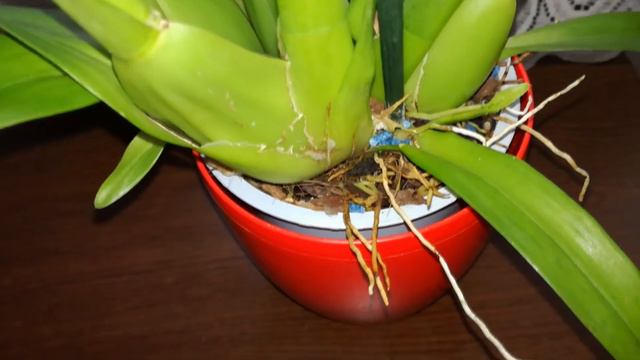 How to care for Oncidium Sharry Baby 'Sweet Fragrance' | The CHOCOLATE ORCHID смотреть онлайн