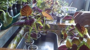 Размножение колеуса укоренение черенков в перлите в домашних условиях