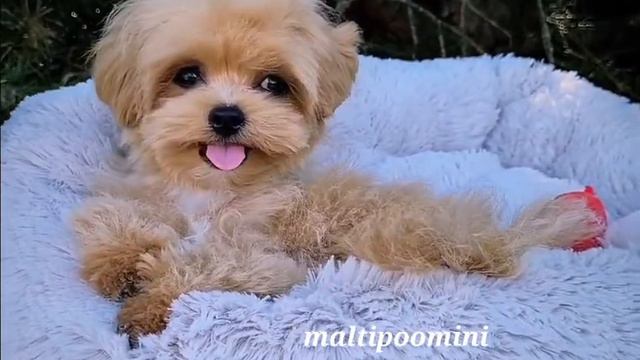 www.maltipoomini.ru мальчик мальтипу - ти-кап Цент -Луис -возраст 4 мес смотреть онлайн