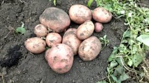 Картофель, описание сорта Ароза, как выглядят клубни, дегустация