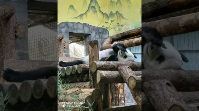 МОСКВА. ЗООПАРК. ПАНДЫ СПЯТ смотреть онлайн