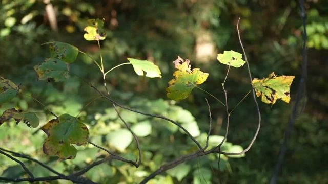 MONSTER BUCK From The ATLANTA Suburbs!!! (Two Year Journey!) смотреть онлайн