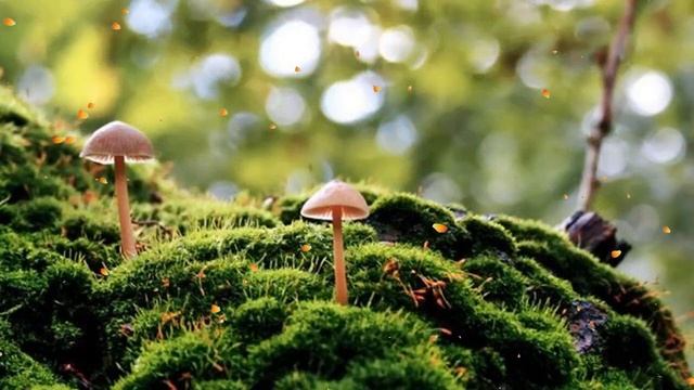 Расслабляющая музыка со звуками природы Тропический пляж HD Музыка и звуки океана смотреть онлайн