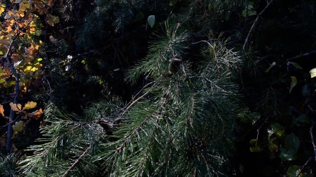 Яблоневый сад, Воронеж, рубка деревьев, включая дубы и сосны CDN 4559 смотреть онлайн