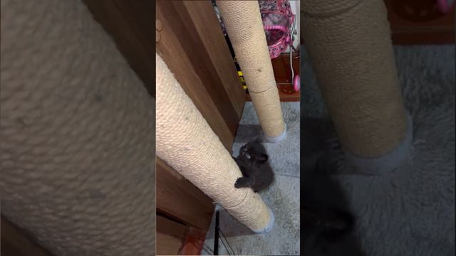 Дрессировка котёнка Чепусика 😻 Почему Чепусик? ЧЕрнуха ПУшина первые буквы от имени родителей 🐈⬛ смотреть онлайн