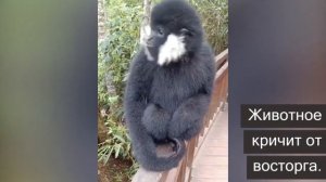 Эта обезьяна кричит, будто сигнализация