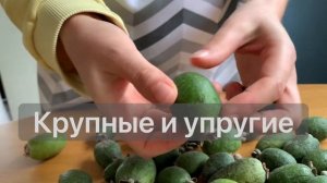 Едят ли фейхоа? С кожурой или без? Как выбрать и дозреть ягоду.
