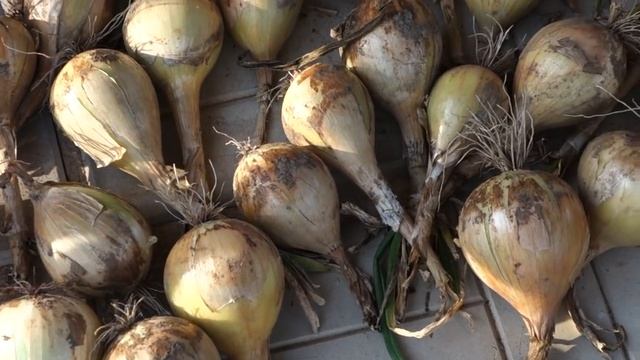 258.СУПЕР ЛУК , УБИРАЕМ ЭКСИБИШЕН , ЧЕСНОК НА ХРАНЕНИЕ, СОЛИМ ОГУРЦЫ ( 08,08,18) смотреть онлайн