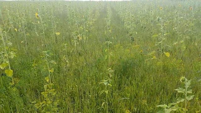 Антипример выращивания подсолнечника смотреть онлайн