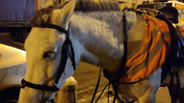 В 5 УТРА ЛЮДЕЙ НЕТУ ВООБЩЕ, Зимние улицы Питера ночью Владимирский проспект в Санкт-Петербурге смотреть онлайн