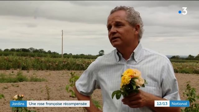 Le rosier Chateau de Cheverny (Delbard) смотреть онлайн