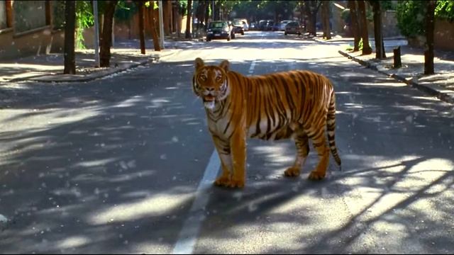 Поэзия Бениньи: "Тигр и снег" смотреть онлайн