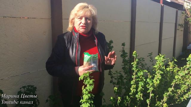 Сладку ягоду рвали вместе со мной . Подкормка всех ягодных. смотреть онлайн
