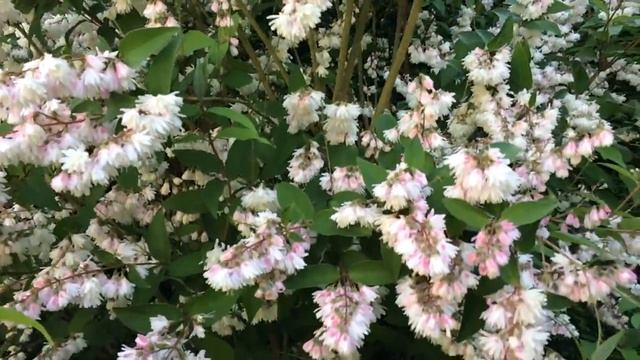 Deutzia 'Scabra' Les Bourdons Attaquent смотреть онлайн