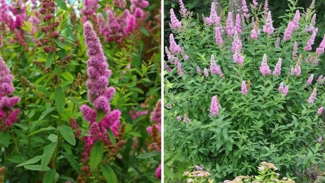 Посадите эти КУСТАРНИКИ осенью в саду! Они порадуют красивым цветением в следующем году. смотреть онлайн