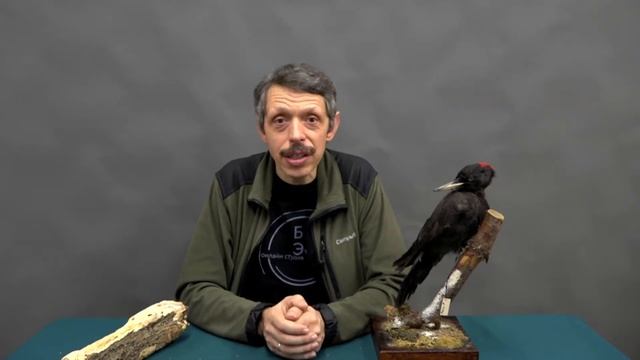 Легенда о том, откуда появились черные дятлы смотреть онлайн