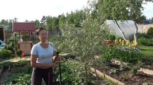 6 соток в июне. Обрабатываю розы и облепиху Елизавета от тли...