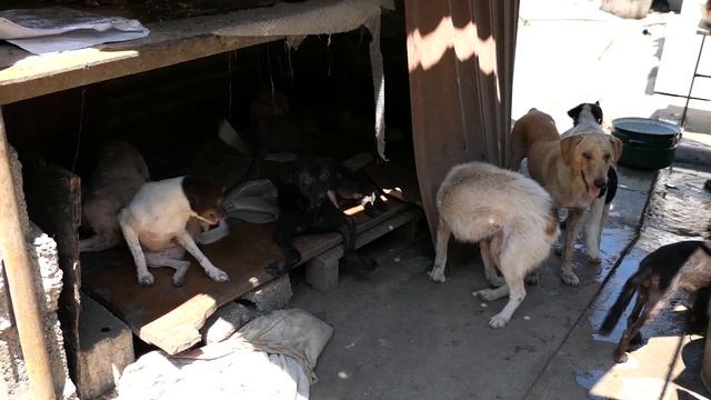 Приют бездомных животных "Батуми" смотреть онлайн