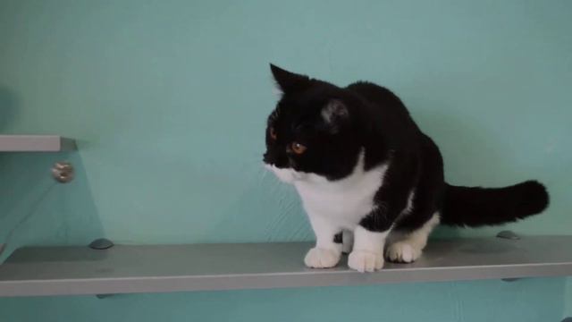 Eastern beauty Invisible (Восточная красавица) -FOR SALE!!! Продажа!!! смотреть онлайн