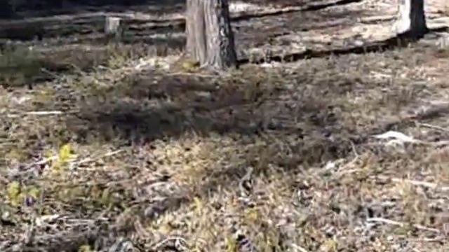 Сургутский лес май 2012.mp4 смотреть онлайн