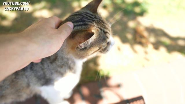 Hungry Cat Meows And Tries To Talk To Get Food From Me ( cat meowing - cat talking) | Lucky Paws смотреть онлайн