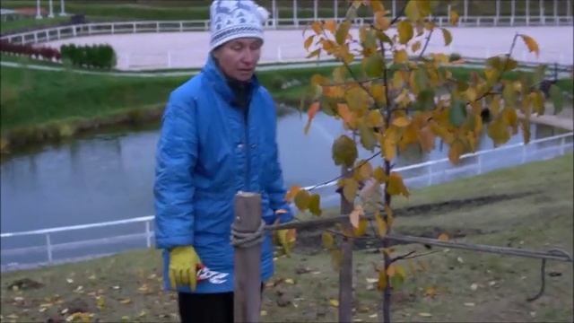 Тонкости осенней посадки и формирования кроны лиственных деревьев смотреть онлайн