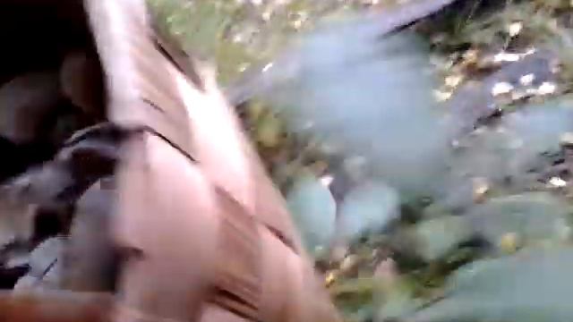 Грибы выросли возле дома смотреть онлайн