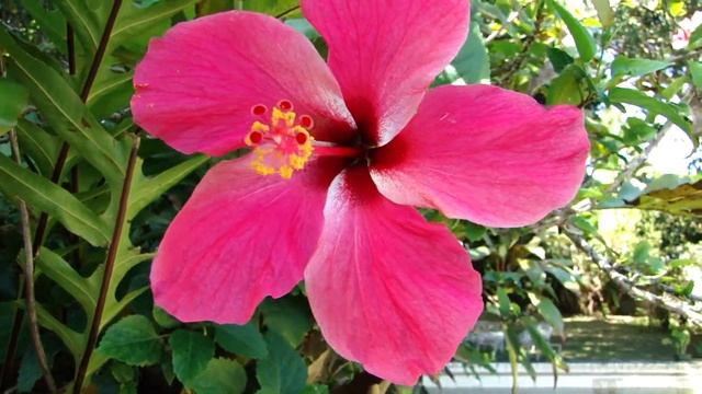 Sony DSC HX1 смотреть онлайн