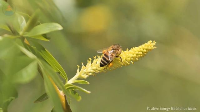 432 Гц — тибетский звук дзен исцеляет все тело _ эмоциональное, физическое, умственное и духовное смотреть онлайн