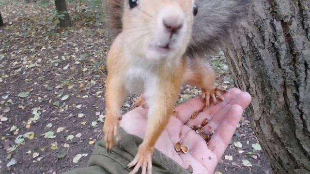 Белка дикий зверь и может укусить смотреть онлайн