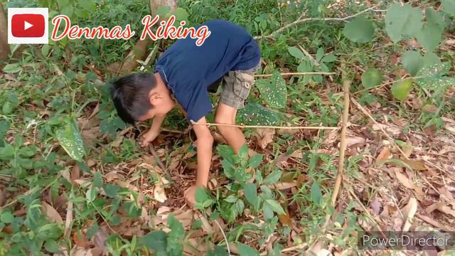 Berburu Keladi Hias | Hunting Keladi Part 3