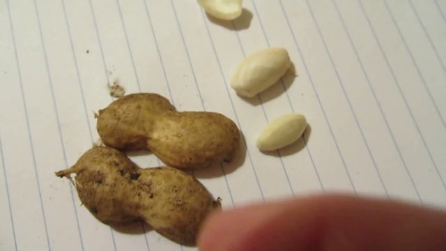 Выращивание арахиса.Часть 3. смотреть онлайн