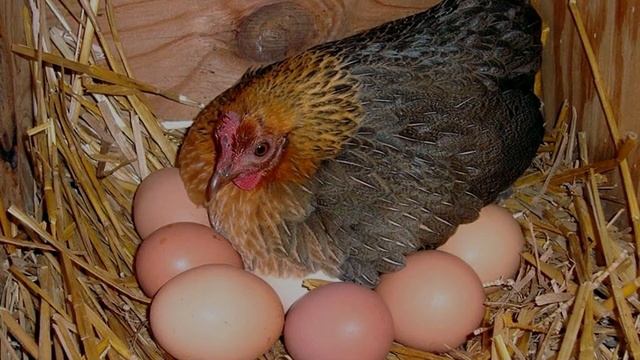 Тушда Тухум курса | Tushda Tuxum Ko'rsa