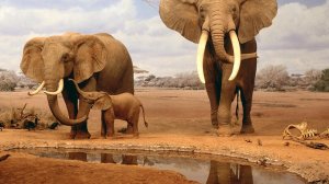 громкие звуки слонов #слон