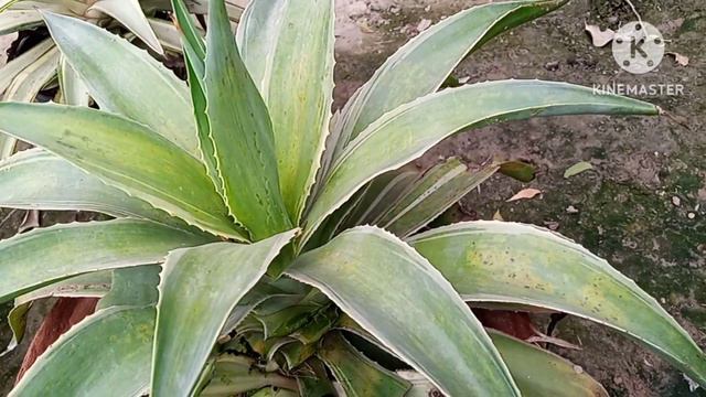 agave plant care tips смотреть онлайн