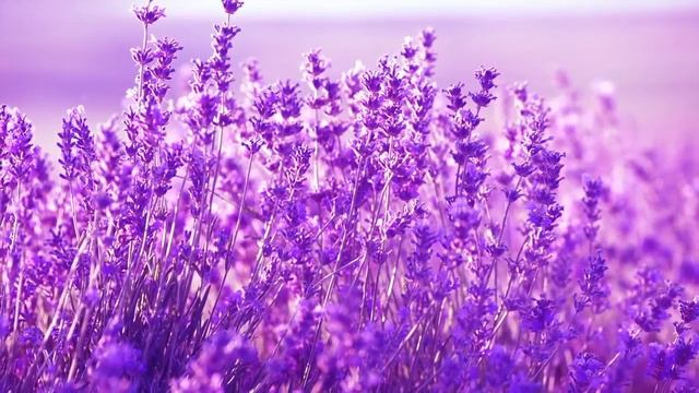 Умиротворяющая медитация для освобождения ума и сердца смотреть онлайн