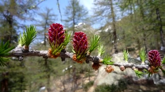 Ludovico Einaudi-Divenire