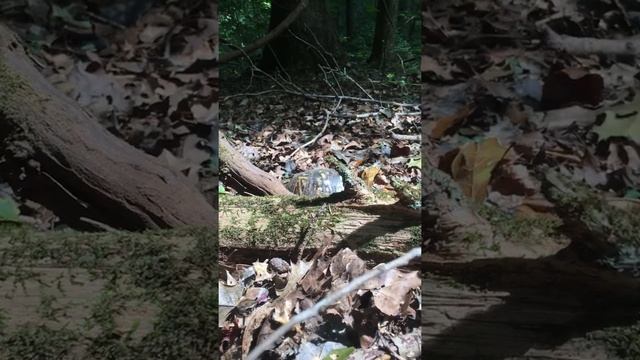 Catching Country Critters - Danger in the forest смотреть онлайн