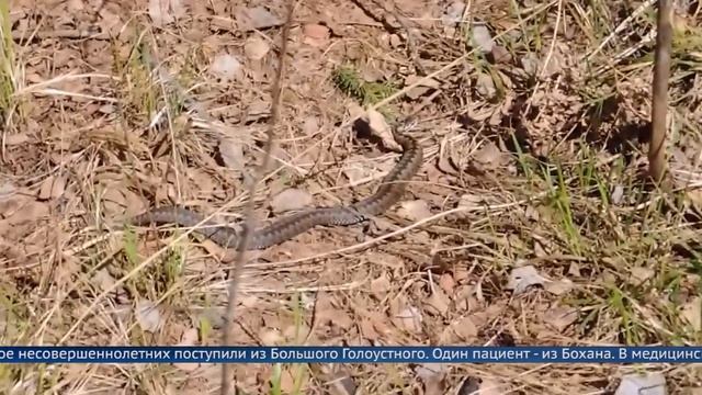 В Иркутской области за июль от укусов ядовитых змей пострадали 7 детей смотреть онлайн