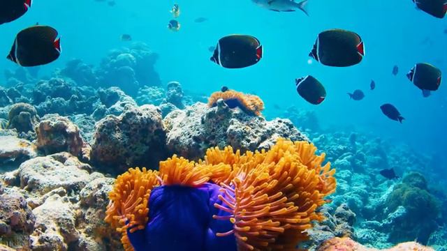 Under The Sea 4K - Scenic Relaxation Film With Calming Cinematic Music - Amazing Ocean смотреть онлайн